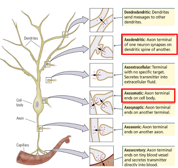 <ul><li><p><span style="color: red">Axo-dendritic (from axon to dendrite)</span></p></li><li><p><span style="color: red">Axo-somatic (from axon to cell body)</span></p></li></ul><p></p>