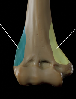<p>Yellow (Humerus)</p>