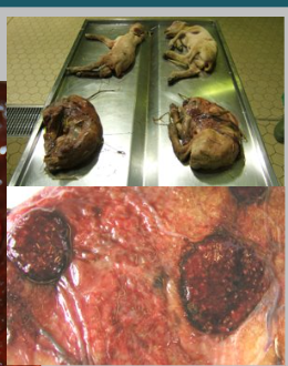 <p>What is the likely causative agent of this abortion and describe the pathology.</p>
