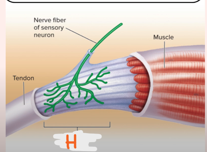 <p>Receptor type: H</p>