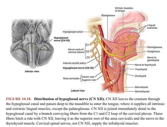 <p>Functions: somatic motor to the intrinsic and extrinsic muscles of the tongue (G. glossa)—styloglossus, hyoglossus, and genioglossus. The hypoglossal nerve (CN XII) arises as a purely motor nerve by several rootlets from the medulla and leaves the cranium through the hypoglossal canal (Figs. 10.2 and 10.3). After exiting the cranial cavity, CN XII is joined by a branch or branches of the cervical plexus conveying general somatic motor fibers from C1 and C2 spinal nerves and somatic (general) sensory fibers from the spinal ganglion of C2 (Fig. 10.18). These spinal nerve fibers “hitch a ride” with CN XII to reach the hyoid muscles, with some of the sensory fibers passing retrograde along it to reach the dura mater of the posterior cranial fossa (see Fig. 8.34B in Chapter 8, Head). CN XII passes inferiorly medial to the angle of the mandible and then curves anteriorly to enter the tongue (Fig. 10.18).</p>