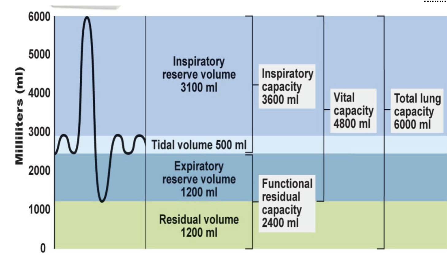TV

* ML per breath
  * Like stroke volume
* typically 500mL