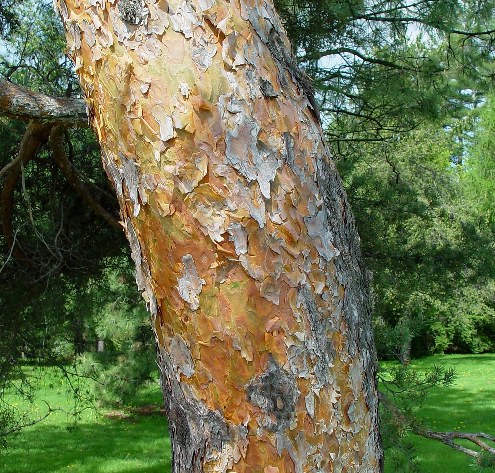 <p>Scots pine, Pinus sylvestris, Pinaceae</p>