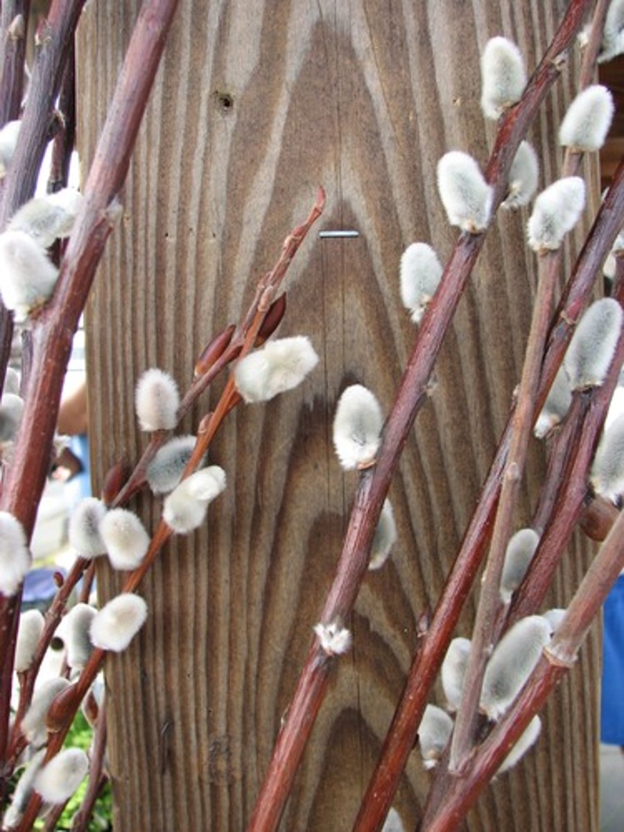 <p>Pussy Willow</p>