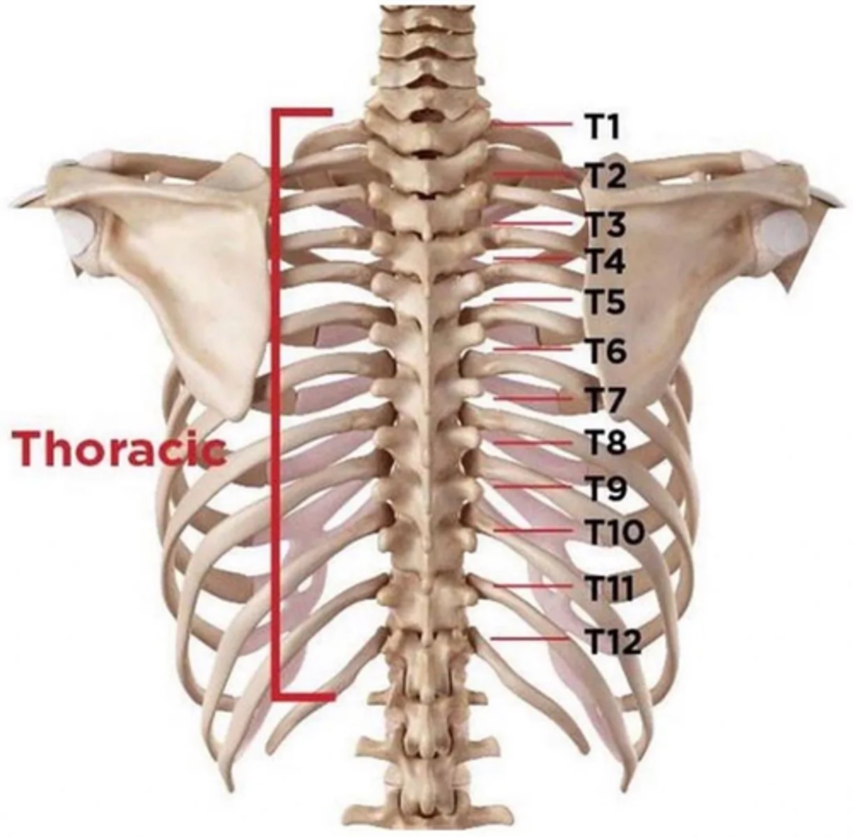 <p>12</p>
