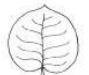 <p>orbicular</p>
