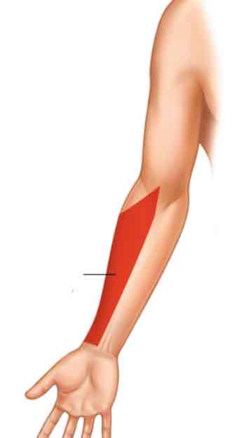 <p><span>The forearm (distal half of the arm)</span></p>