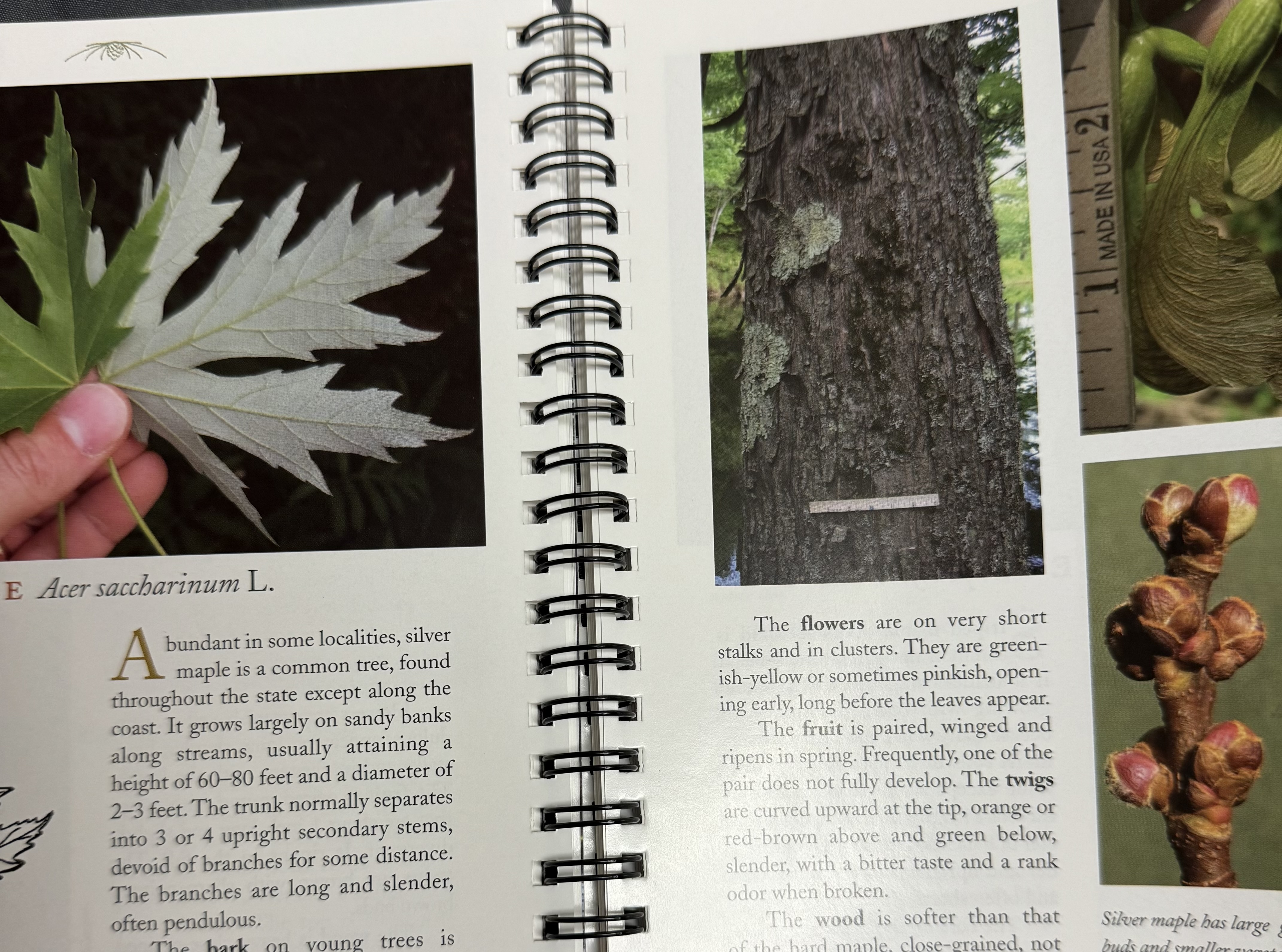 <p>Silver maple</p>