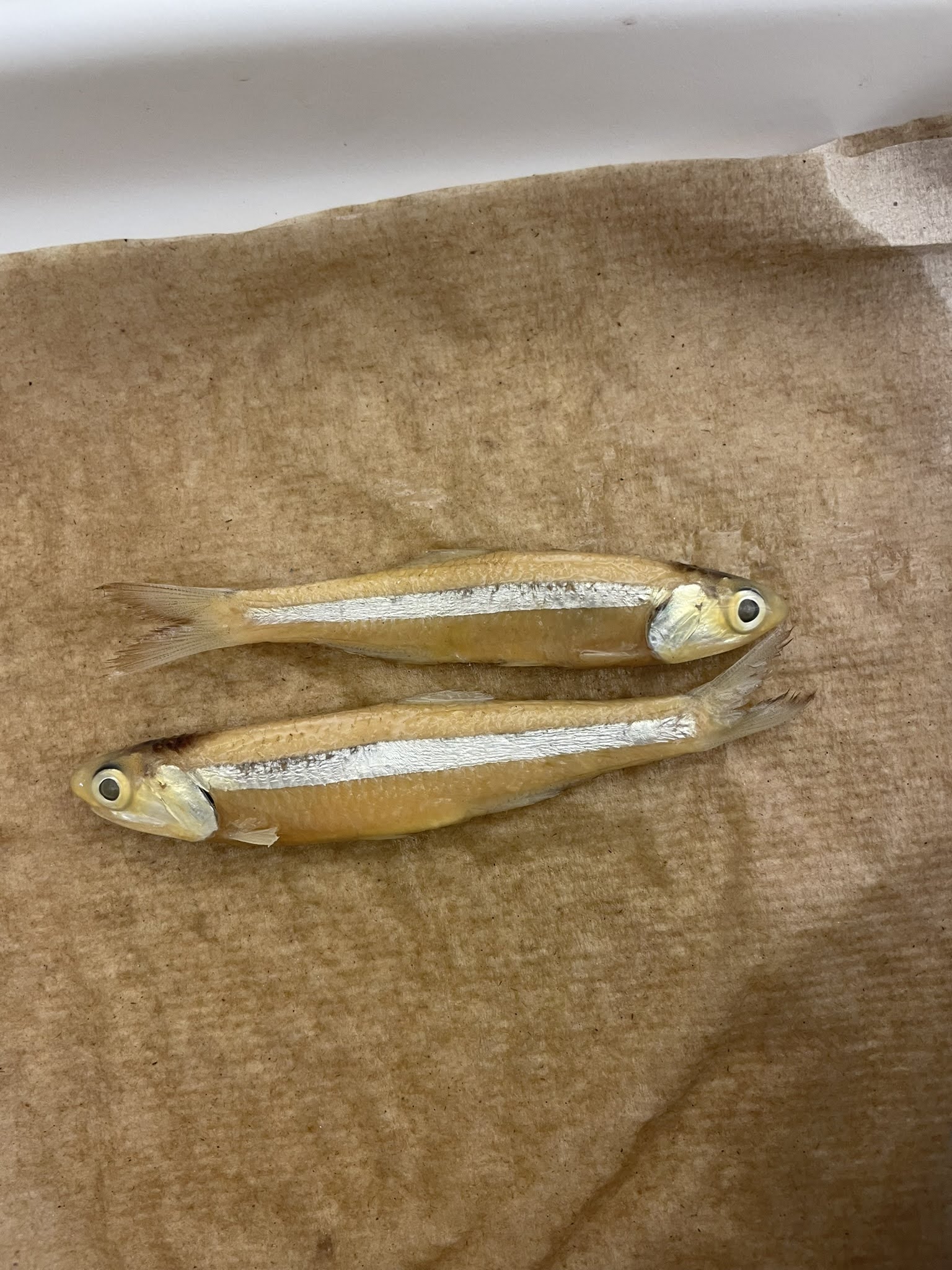 <p>Minnows</p>