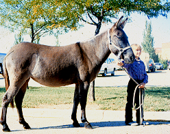 <p>offspring of a mare mated to a jack</p>