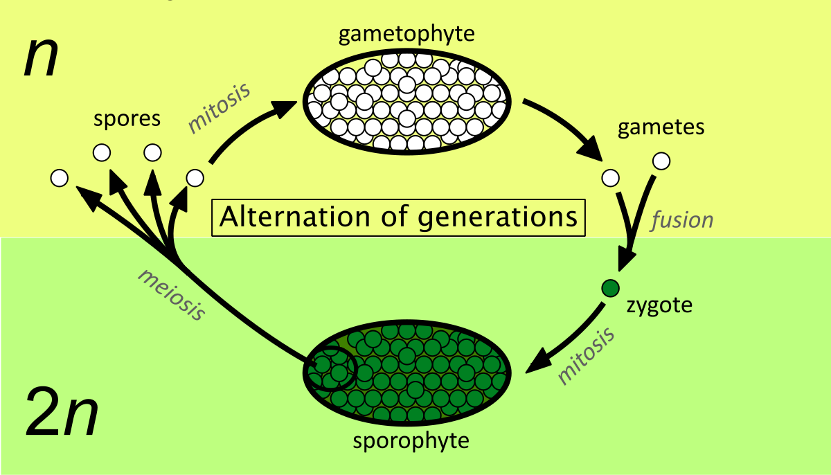 <p>a life cycle that alternates between haploid and diploid generations</p>