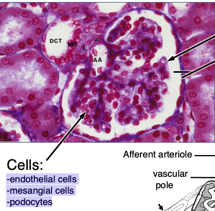 <p>-endothelial cells</p><p>-mesangial cells</p><p>-podocytes</p>