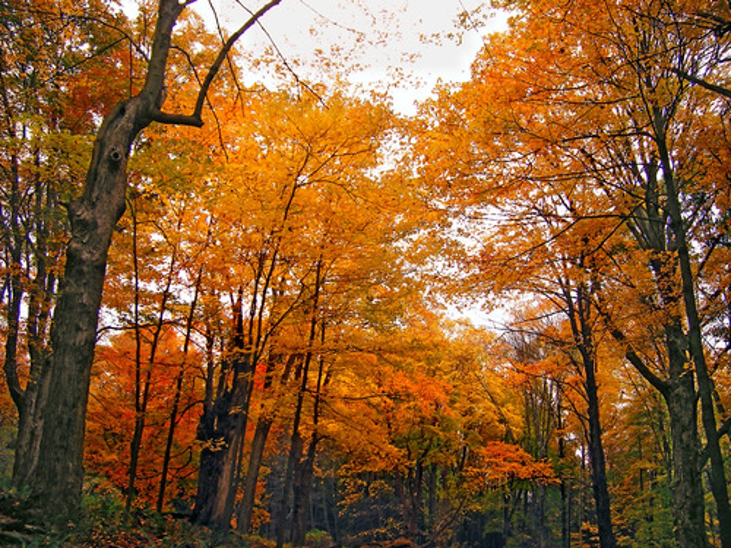 <p>Trees drop their leaves annually.</p><p>Cold winters, hot summers.</p><p>Tree leaves change color during the autumn months.</p><p>Plants: Maples, oak, beeches, and hickory.</p><p>Animals: Deer, squirrels, foxes, and bears.</p>