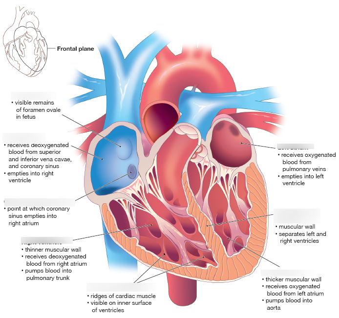 <p>Coronary Sinus Defect</p>