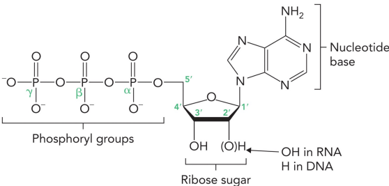 <ul><li><p>Nucleotide base (pyrimidine or purine)</p></li><li><p>Ribose ring</p></li><li><p>Phosphoryl group</p></li></ul><p></p>