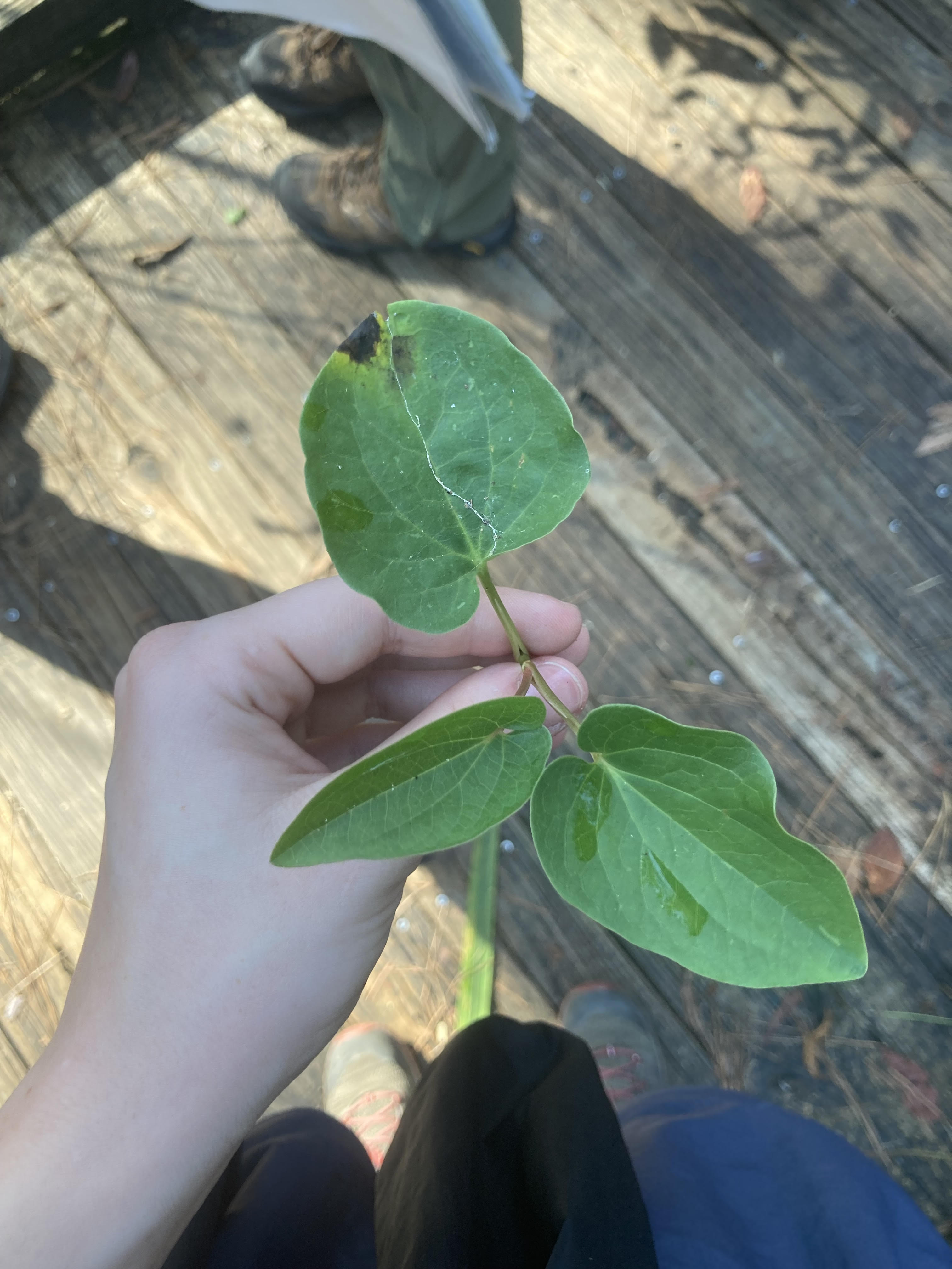 What is this plant? (hint: weird smell)