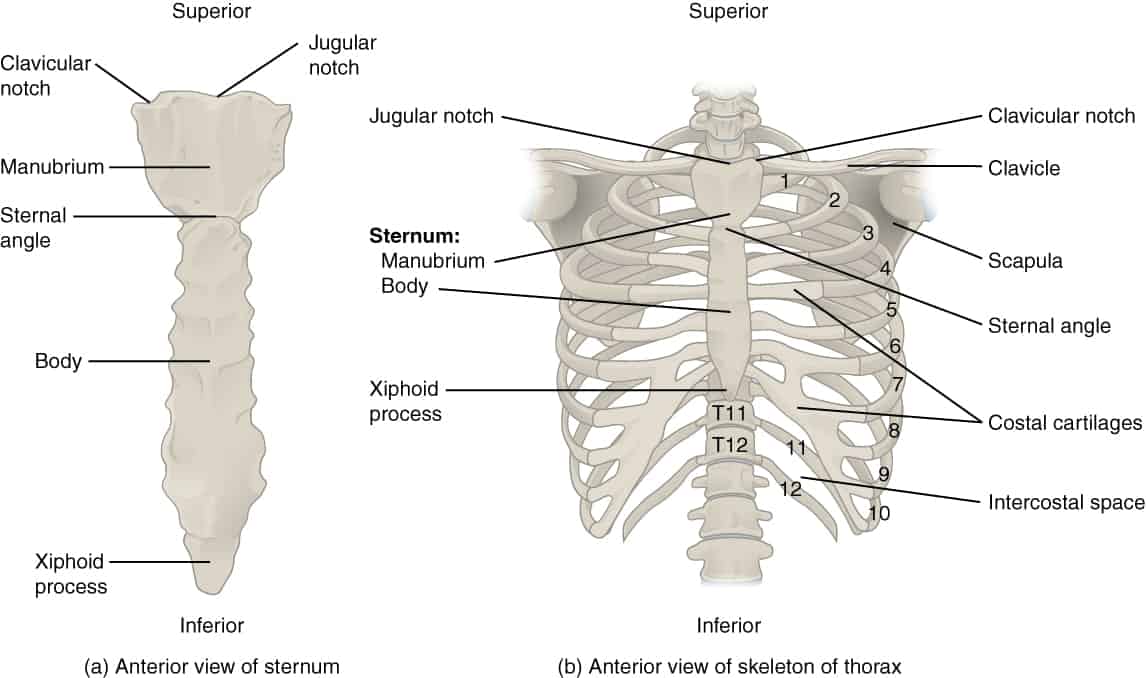 <p><span style="color: rgb(43, 49, 80)">A patient complaining of pain in their sternum reveals that they were recently in a mild car accident. Which of the following structures may have been injured in the accident?</span></p>