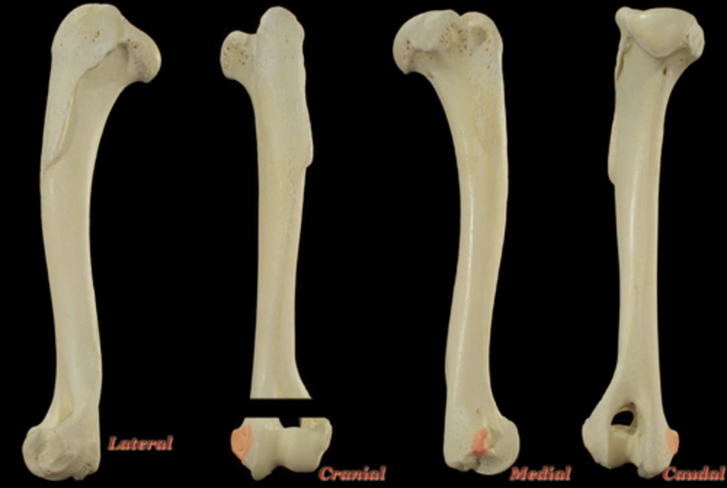 <p>What structure is highlighted in the picture?</p>