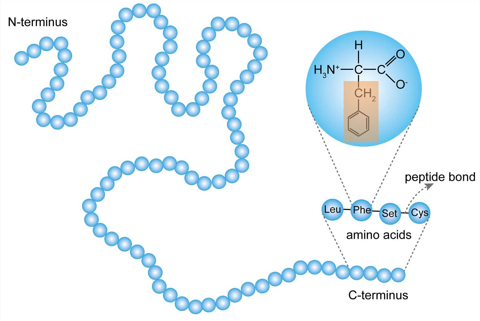 <p>a linear chain of amino acids. it has an amino and carboxyl end and the precise structure is determined by inherted genetic infromation</p>