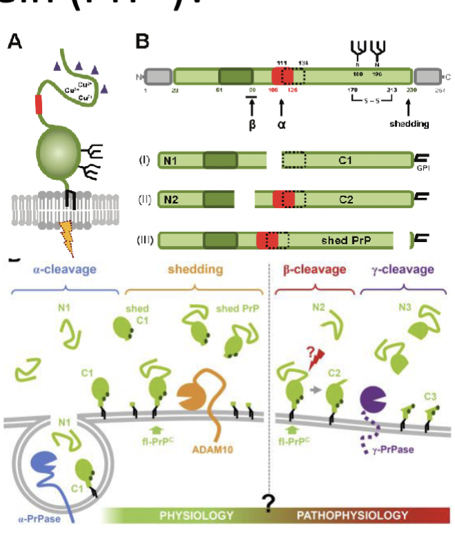 <ul><li><p>expressed in a variety of organs and tissues</p></li><li><p>high expression levels in the CNS and PNS</p></li><li><p>resides extracellularly in lipid rafts, where it is attached to a glycosyl phosphoinosityl anchor (GPI)</p></li><li><p>undergoes endocytosis and cleavage</p></li><li><p>knockout mice show unclear function</p></li></ul><p></p>
