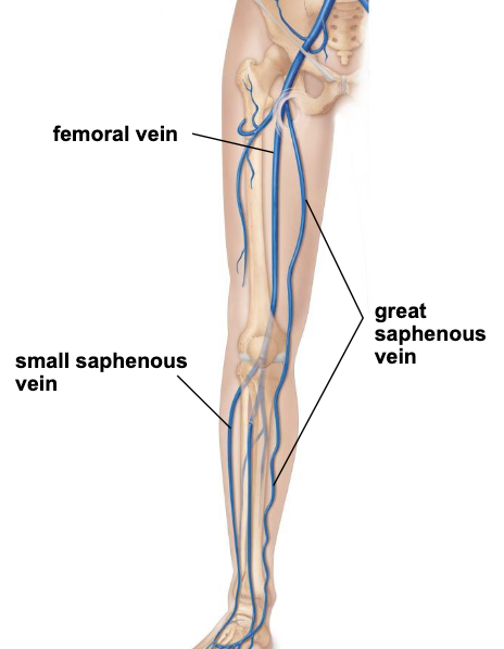 <ul><li><p>located in the hypodermis</p></li><li><p><u>great saphenous vein</u> travels along medial leg and thigh collecting superficial blood of lower extremity</p><ul><li><p>empties into <u>femoral vein</u> in upper thigh</p></li></ul></li><li><p><u>small saphenous vein</u> travels along posterior leg collecting superficial blood from leg</p><ul><li><p>empties into <u>popliteal vein</u></p></li></ul></li></ul><p></p>