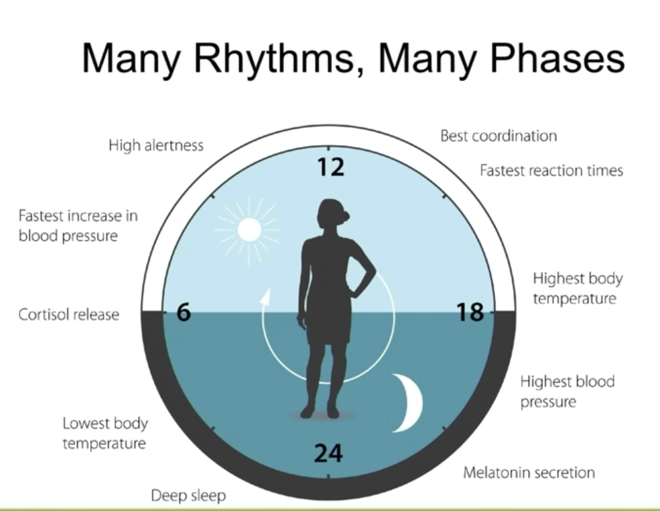 <ul><li><p>Circadian cycle - throughout the day, controlled physiologically</p><ul><li><p>Controls:</p><ul><li><p>Alertness, muscle contraction speed, body temperature, melatonin level, cortisol, blood pressure</p></li></ul></li><li><p><span style="color: blue;"><strong>Doesn’t control homeostasis from moment to moment</strong></span></p></li></ul></li></ul><p></p>