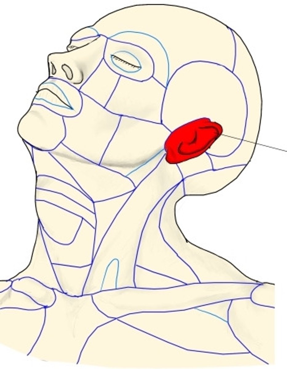 <p>What is shown on the image?</p>