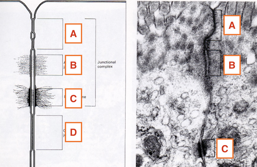 <p>what is B?</p>