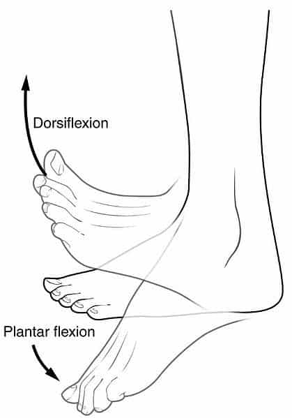 <p>toes down vs toes up (ankle movement)</p>