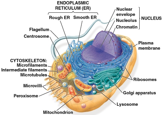 <p>Organelles</p>