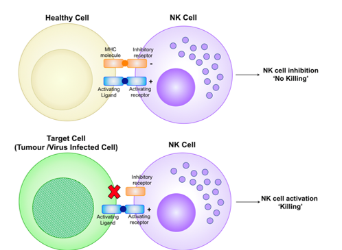 <p>By analysing if a cell has the MHC-1 protein on their surface. If a cell lacks MHC-1, the natural killer cell indentify it as infected (since virus inhibit it to be expose) and then promote apoptosis of the cell. </p>