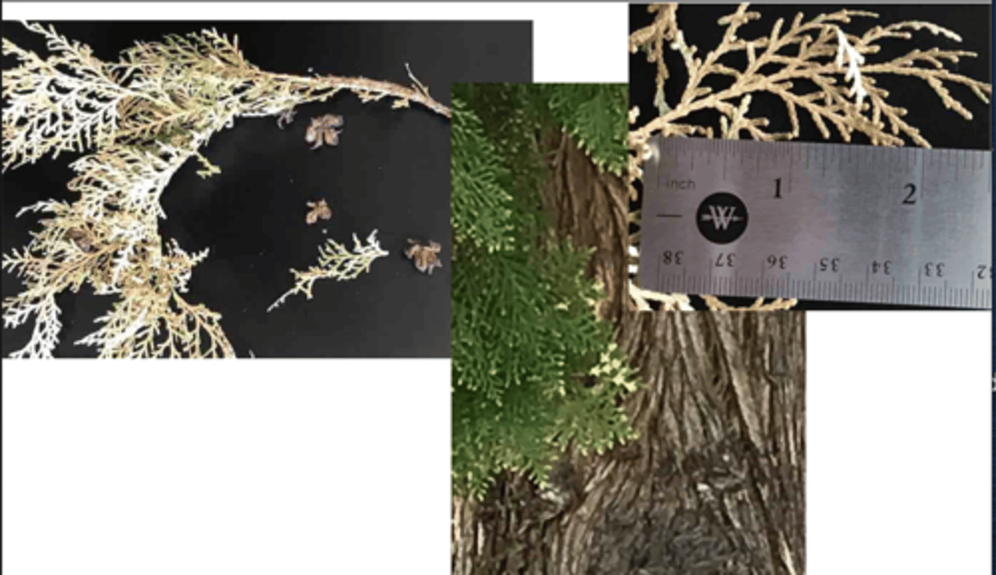 <p>1. gymnosperm</p><p>----------------</p><p>2'. Leave not large and fan-shaped, often needles or scales</p><p>----------------</p><p>3. leaves opposite, in decussate pairs, often needles or scales</p><p>----------------</p><p>4'. tree growth broader, cones small and spiky or elongated with narrow scales</p><p>----------------</p><p>5. Flattened branches held vertically, looking like vertical plates; cones spiky</p>
