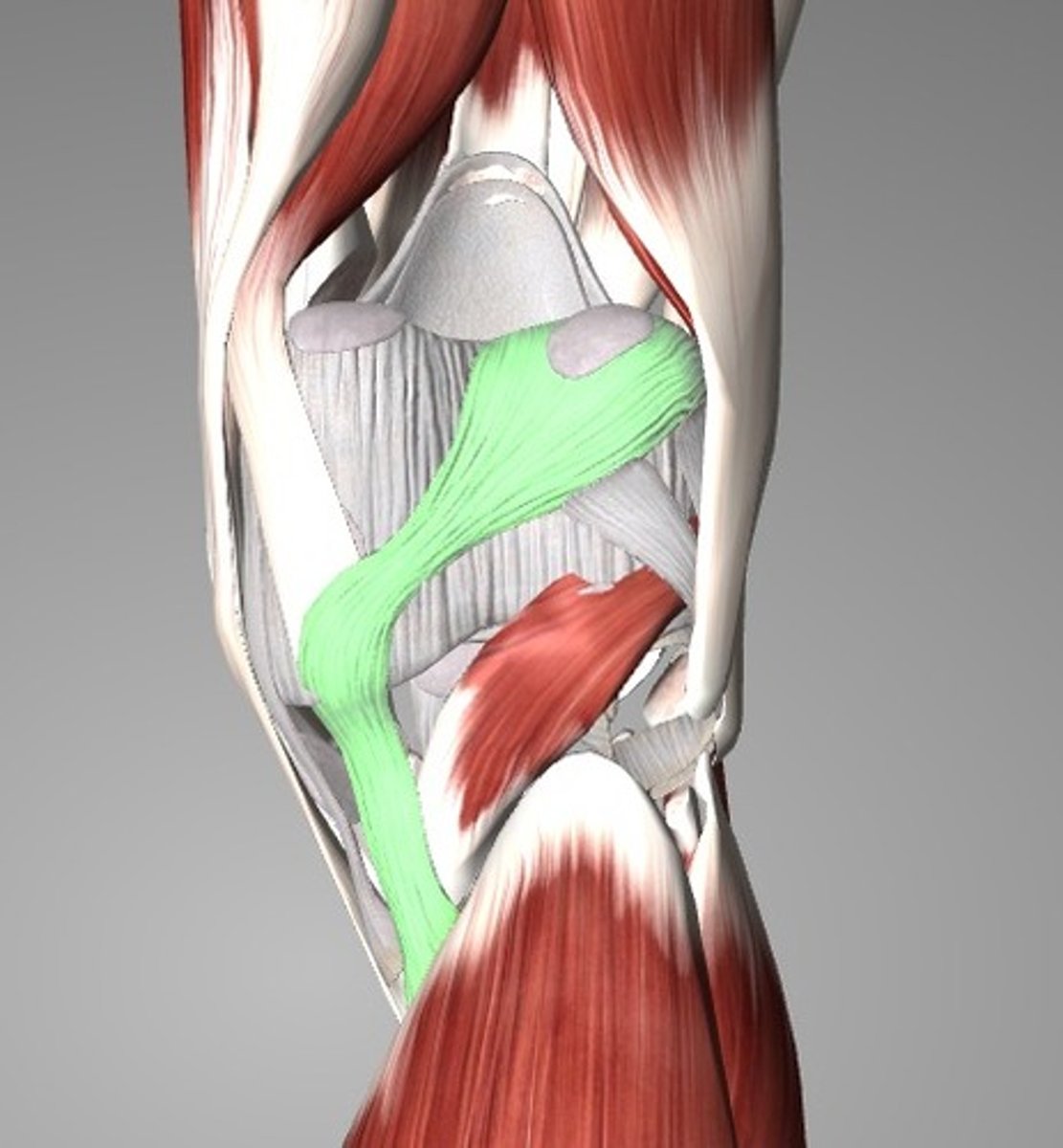 <p>Run between the femur and heads of the tibia and fibula</p>