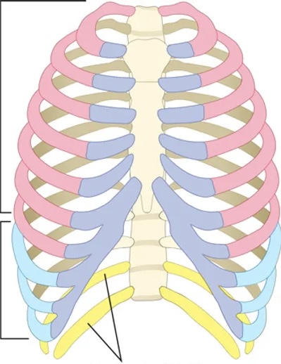 <p>vertebrosternal ribs</p>