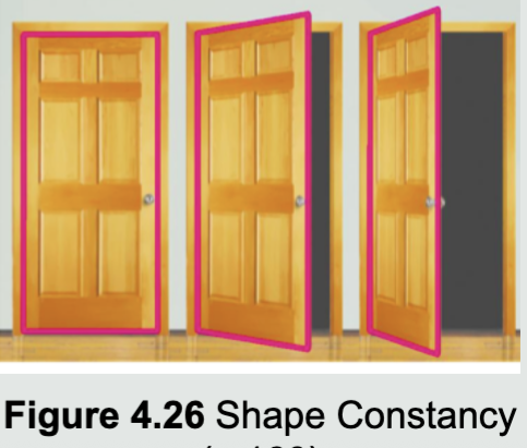 <ul><li><p><span style="font-family: &quot;Times New Roman&quot;;">Observing stimuli consistently across different conditions</span></p><ul><li><p><span style="font-family: &quot;Times New Roman&quot;;">Based on shape, size, and color</span></p></li></ul></li><li><p><span style="font-family: &quot;Times New Roman&quot;;">Door differences showcase how our brain understands objects on the basis of shape, size, and color (shadowing)</span></p></li></ul><p></p>
