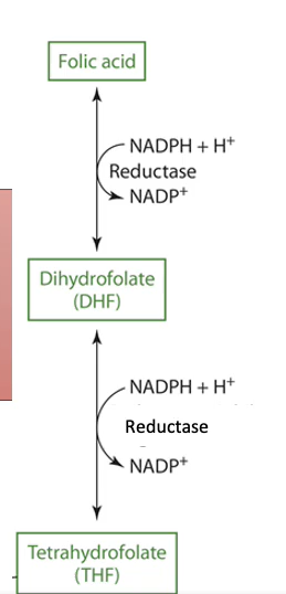 <p>THF in hepatocytes</p><ul><li><p>THF (33%)</p></li><li><p>5-methyl THF (~33%)</p></li><li><p>5- and 10-formyl THF (~33%)</p></li></ul><p>Folic acid → DHF → THF (cytosol)</p><ul><li><p>NADPH dependent DHF reductase</p></li></ul><p></p><ul><li><p>THF and THF derivatives: glutamate residues added (one at a time) by folylpolyglutamate synthase (ATP dependent)</p></li><li><p>Traps THF in hepatocytes → prevents degradation and enables storage</p></li><li><p>y-glutamyl hydrolases remove glutamate residues before release into the blood or secreted into bile</p><ul><li><p>50% secreted into bile by MRP2 and breast cancer resistant protein (BCRP) carriers</p></li></ul></li></ul>