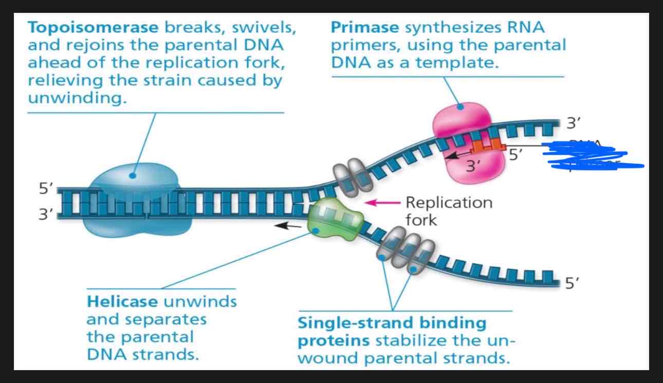 <p>What is the term for the thing covered in blue?</p>