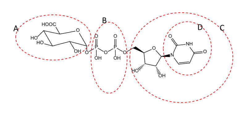 <p><strong>Indicate which group is transferred to substrate in the last step of glucuronidation. </strong></p>
