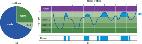 -Stages 1 and 2 are light sleep stages.  Stages 3 and 4 are deep sleep stages.
-The first two cycles last about 90 minutes.
-Quality of sleep is important.
-Staying on artificial substances for extended periods of time is detrimental.
-Proper sleep and going through the stages help replenish the brain.
