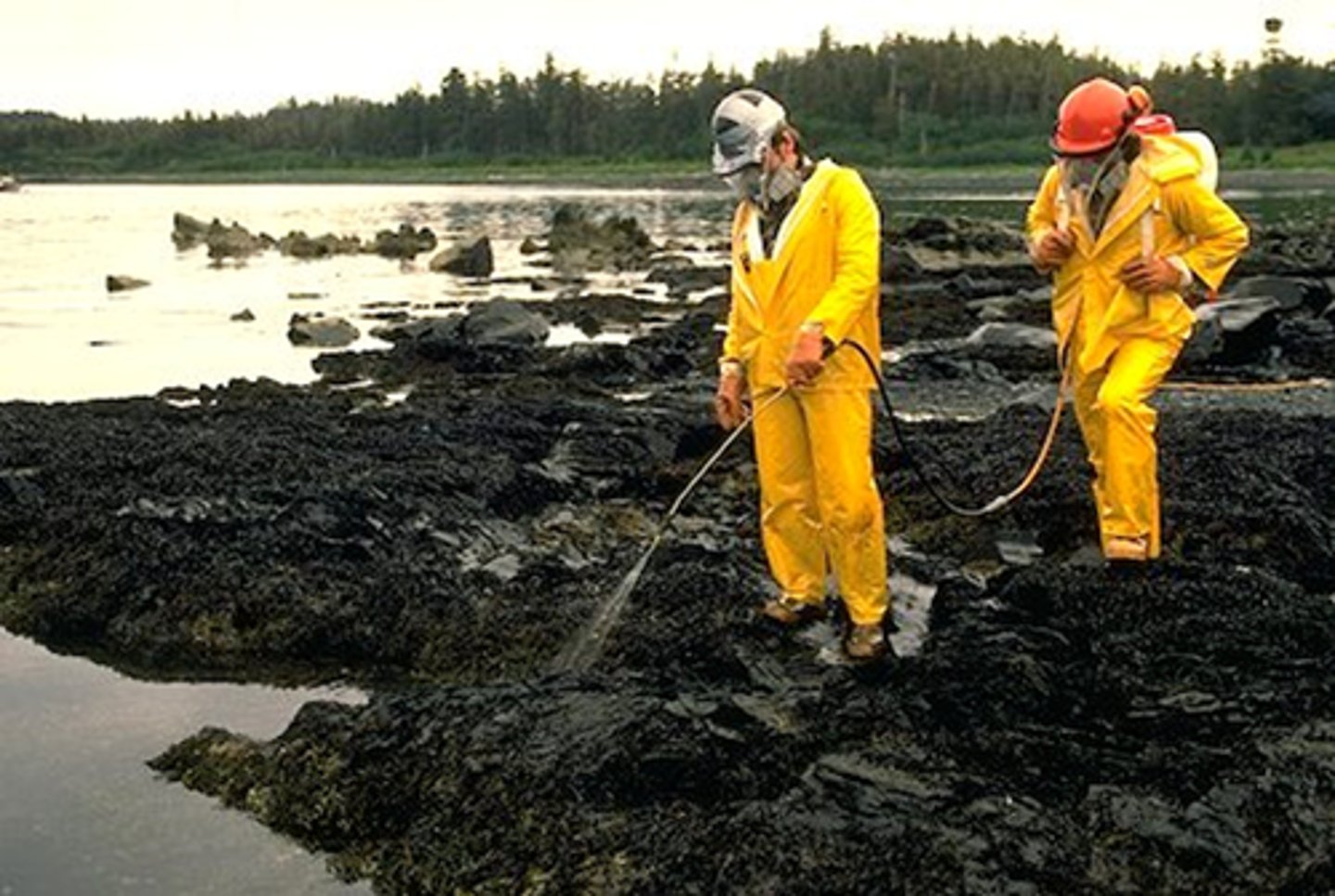 <p>bioremediation</p>