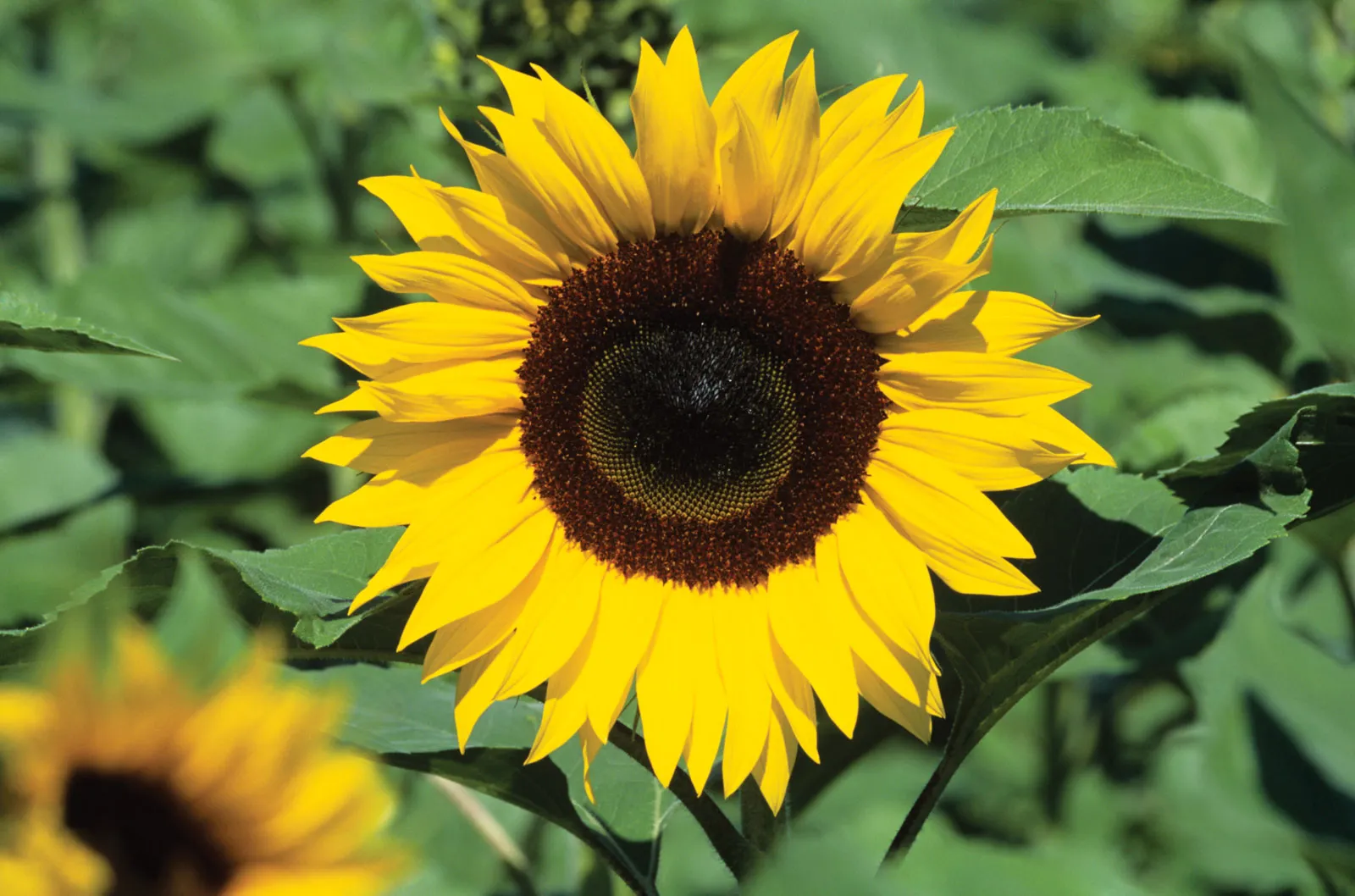 <p>asteraceae</p>