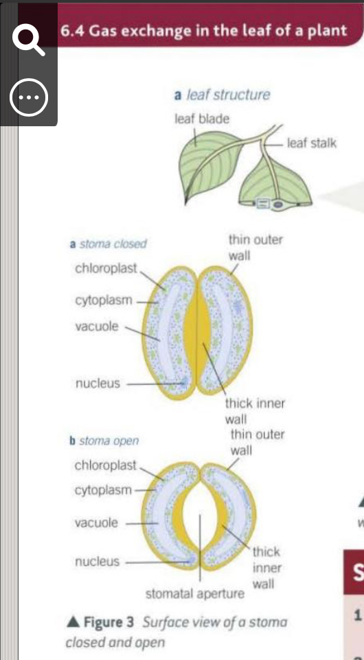 <p>Small pores mainly on the underside of leaves that allow gas exchange.</p>