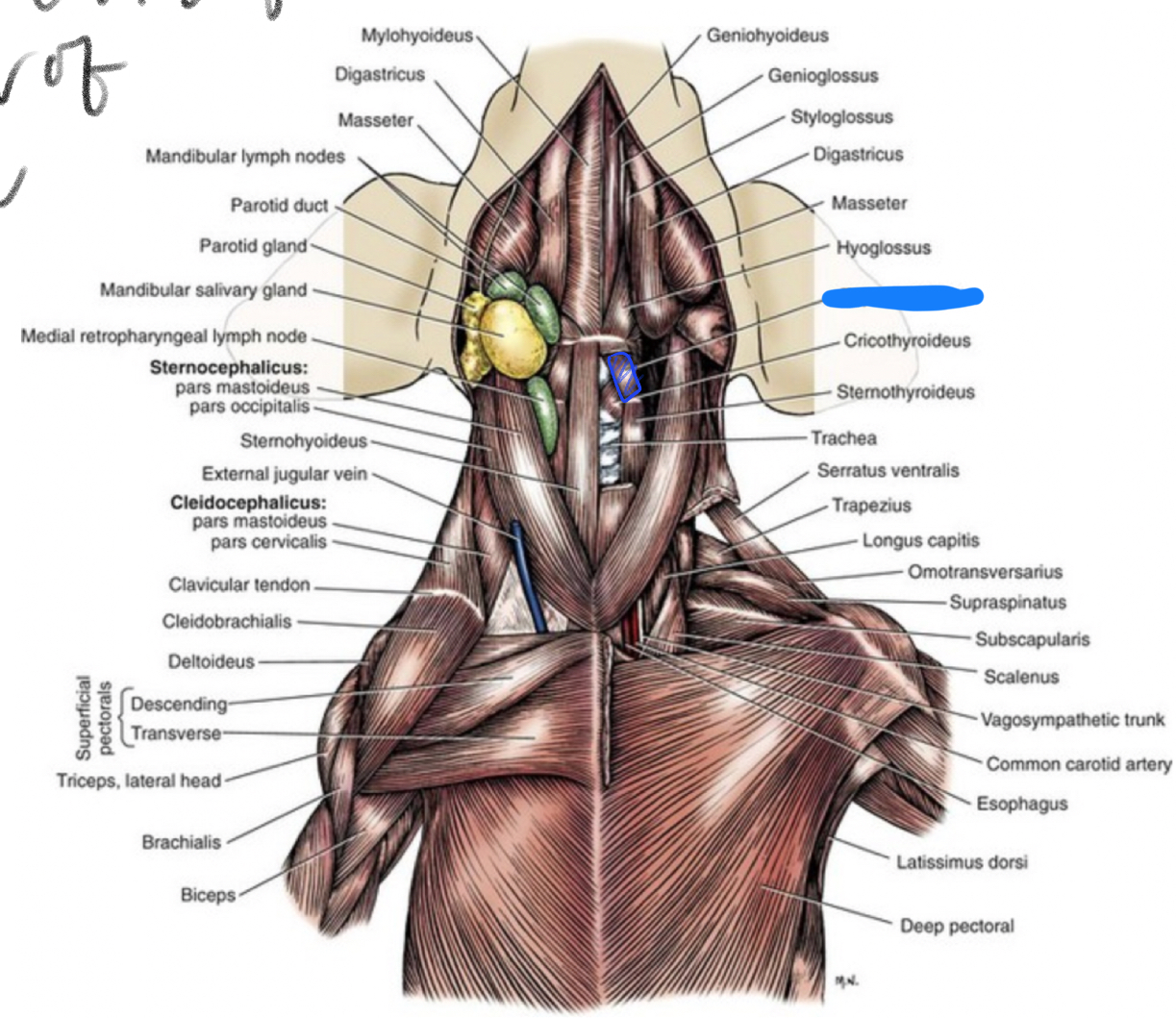 term image