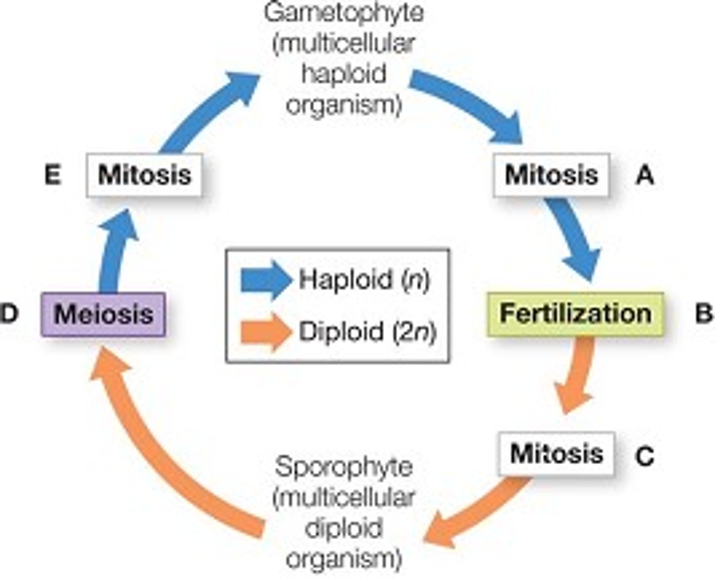 <p>haploid gametes through mitosis</p><p>sperm of one plant fertilized egg of another to create new plant: diploid sporophyte</p>