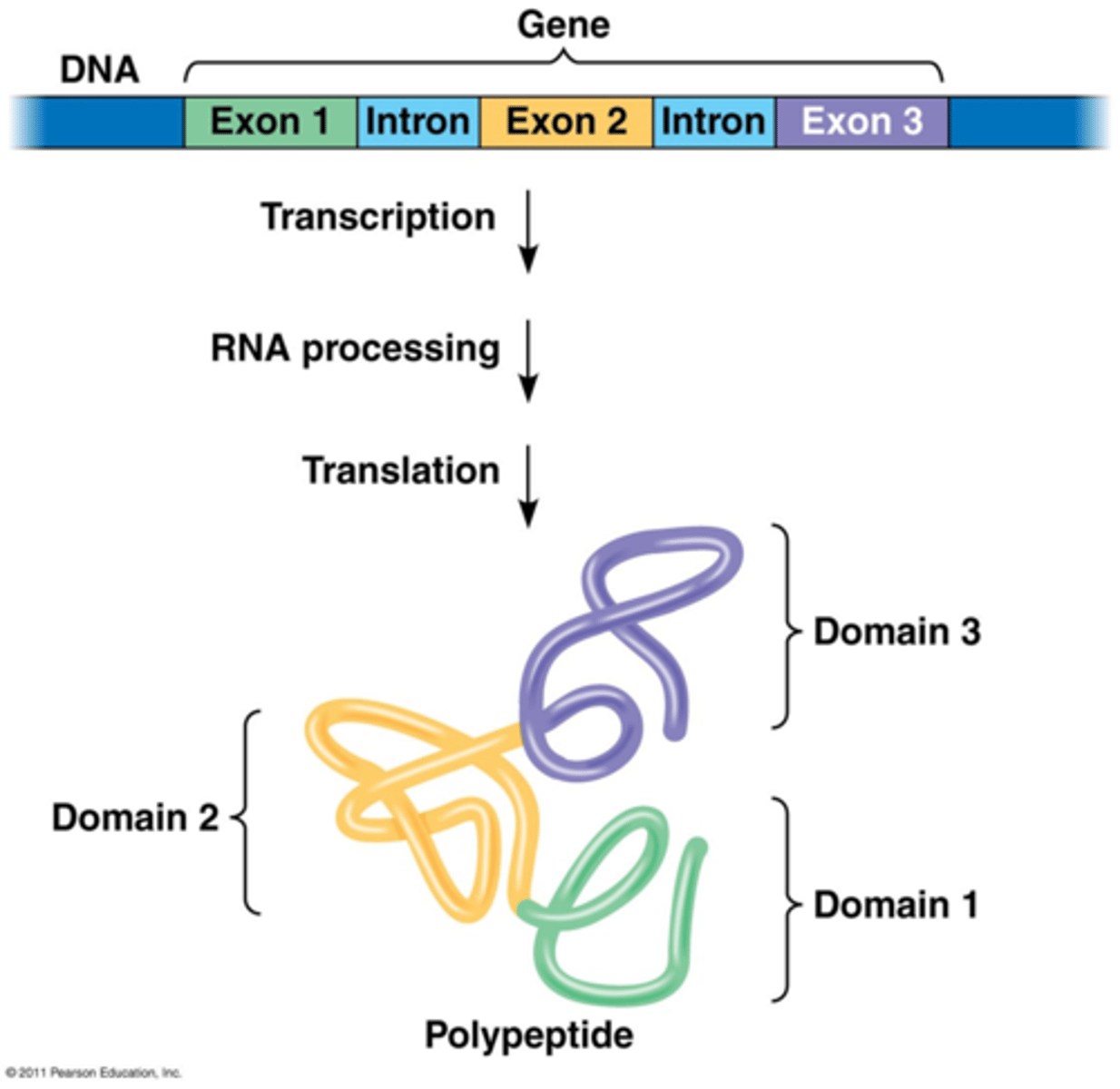 <p>less than 2% of the human genome</p>