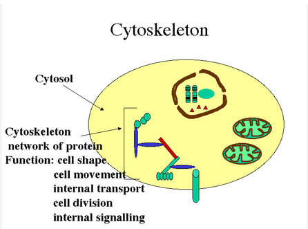 * ==Network of protein structures== within the cytoplasm which consists of:
* Rod like ==microfilaments made from actin== 
* Intermediate filaments 10nm in diameter 
* Straight cylindrical microtubules made from tubulin 18-30nm in diameter
* The ==cytoskeletal motor proteins=== myosins, kinesins and dyneins are molecular motors
* They are also enzymes and have a site that ==binds to and allows hydrolysis of ATP==  