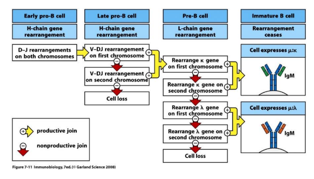 <p>-biggest challenge first (H-chain)</p>