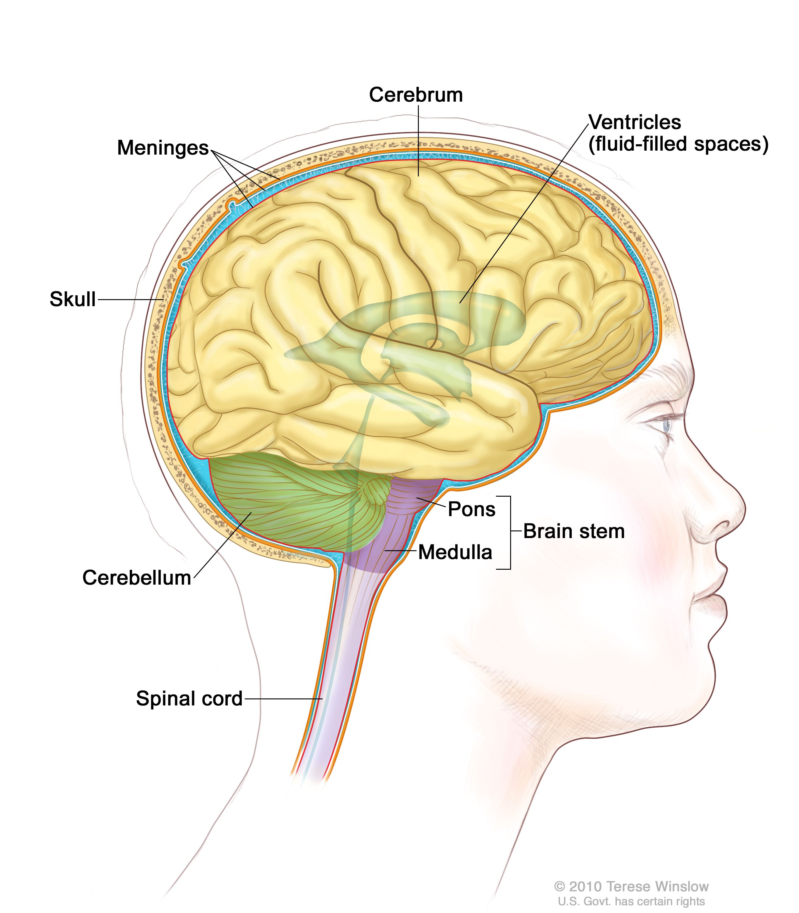 <p>largest/most developed part of the brain (85% of brain’s total weight) - functions include cognition, sensory perception, voluntary motor actions, higher order thinking</p><ul><li><p>left and right hemisphere</p></li><li><p>cerebral cortex</p></li><li><p>white matter</p></li><li><p>lobes (frontal, parietal, temporal, occipital)</p></li><li><p>basal ganglia</p></li><li><p>limbic system</p></li></ul><p></p>