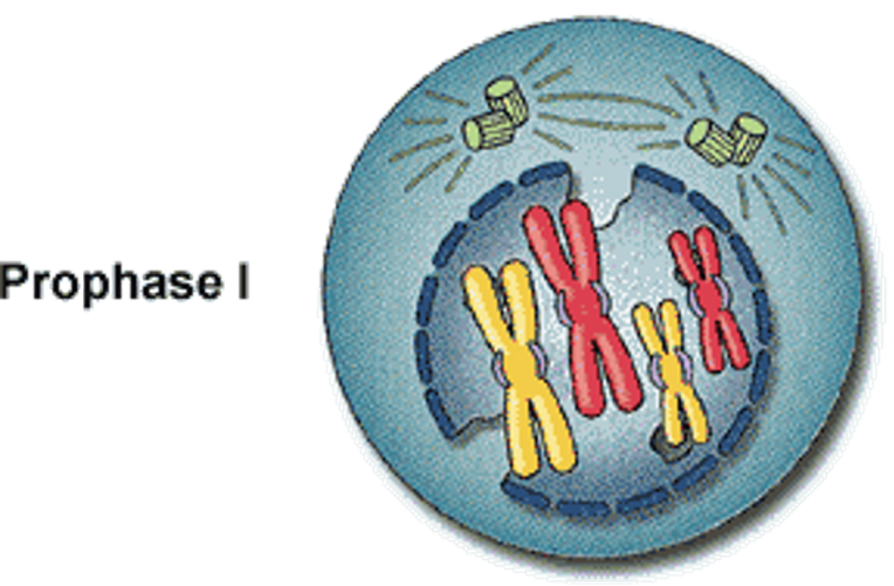 <p><span>•Centrioles migrate to the poles of the cell and produce spindle fibres.</span></p><p><span>•Nuclear membrane breaks down.</span></p><p><span>•Chromosomes condense and become visible in the cytoplasm of the cell.</span></p><p><span>•Chromosomes begin migrating to the equator of the cell.</span></p>