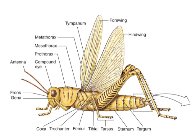 <ul><li><p>Six Legs</p></li><li><p>3 tagmata:</p><ul><li><p>Head</p></li><li><p>Thorax</p></li><li><p>Abdomen</p></li></ul></li><li><p>1 pair of antennae</p></li><li><p>2 pairs of wings</p></li></ul><p></p>